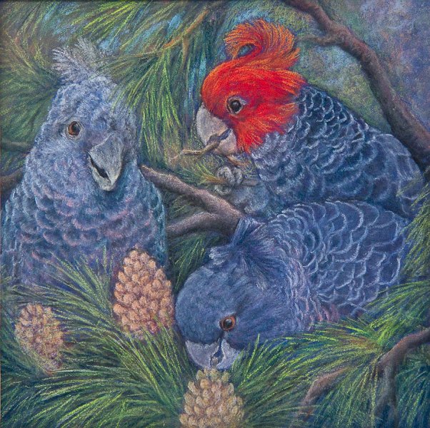 A glimpse of Gang-gangs.jpg - A glimpse of Gang-gangs.